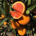 Hamlin Orange Tree for Planting | 2.5–3 Ft Live Citrus Plant | Easy-Grow Edible Fruit Tree for Home Gardens & Patios | No Ship to CA,HI,AK
