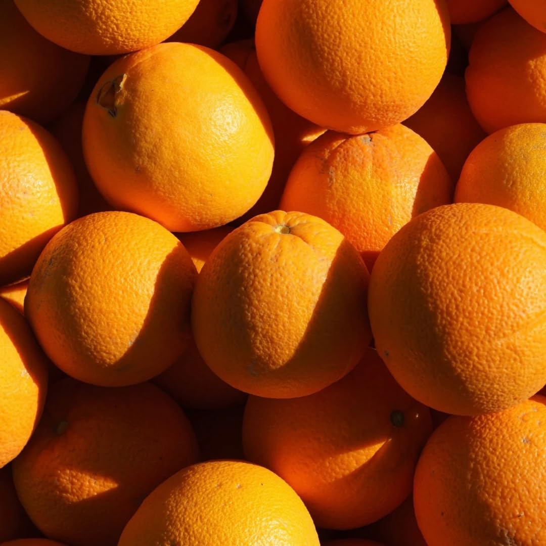 (No Ship to CA,HI,AK) Hamlin Orange Trees Live Plants| 1 Gallon Live Potted Citrus Plant | Sweet Juicy Fruit Tree for Indoor & Outdoor Spaces