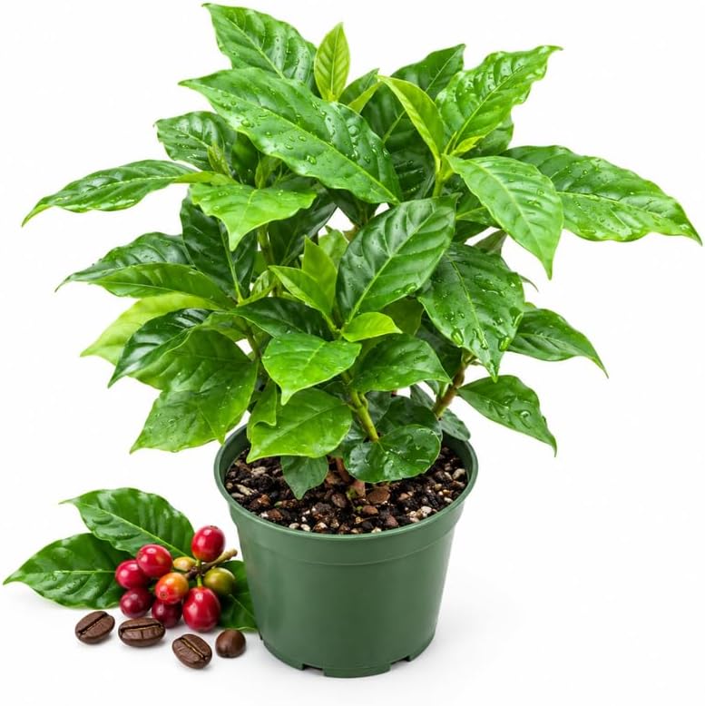 Coffee Plant Live, Coffee Arabica Plants in 4" Pot