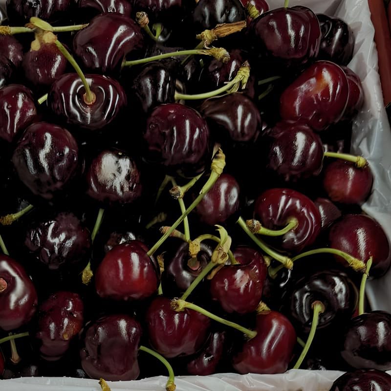 2 Black Cherry Trees Live Plants 2–3 Ft Tall | Sweet Cherry Fruit Tree for Home Garden, Yard Growing & Outdoor Landscape