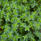 2 Thyme Plants Live, Lemon Thyme, Aromatic Potted Herb, Well-Rooted 4" Plant for Indoor Windowsills and Outdoor Spots