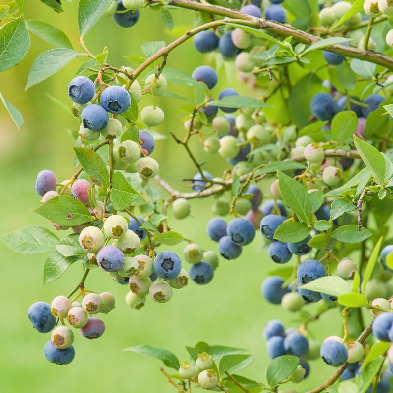(No Ship to CA, HI, AK) Blueberry Plants Live for Planting - 1 to 2 Feet Tall in 1 Gallon Pot, Fast Growing Blueberries Fruit Trees Live Plants for Patio and Garden