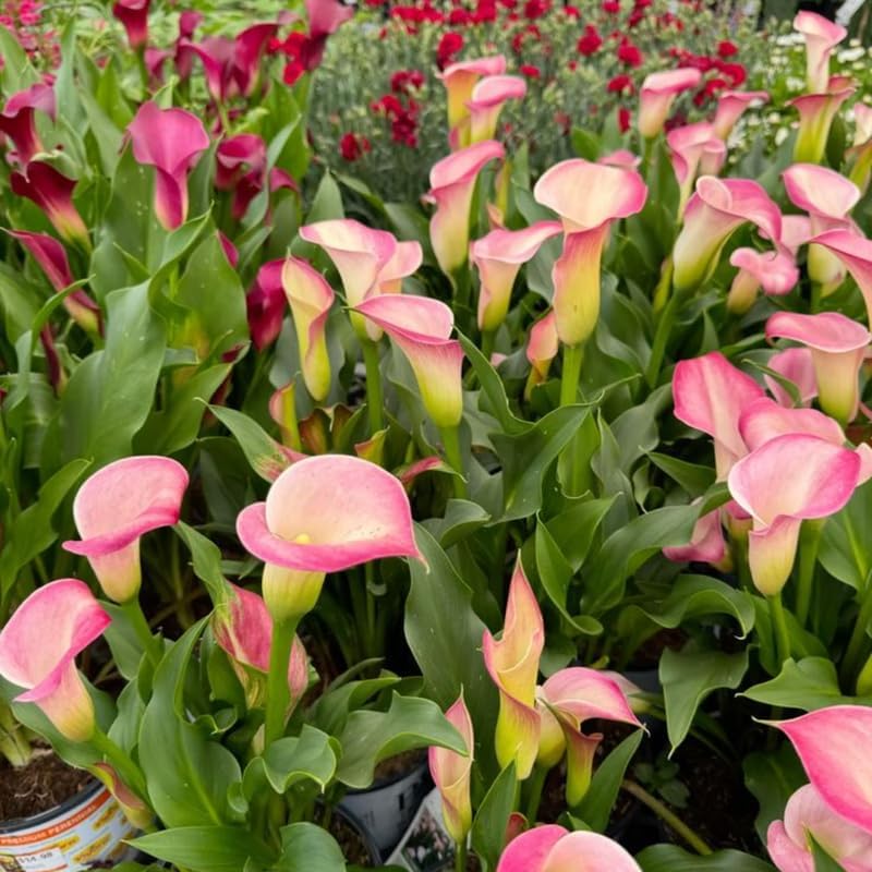 Calla Lily Plants Live, Mix 3 Count Bulbs, Low Maintenance Picasso and Solid Color Blooms for Indoor and Outdoor Pots