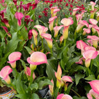 Calla Lily Plants Live, Mix 3 Count Bulbs, Low Maintenance Picasso and Solid Color Blooms for Indoor and Outdoor Pots