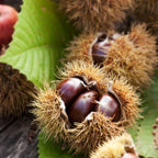 Chinese Chestnut Tree, 3 Gallon Pot, Vigorous Blight,Resistant Nut Tree for Edible Landscapes, Sturdy Cold-Hardy Shade Tree for Sweet Roasting Chestnuts