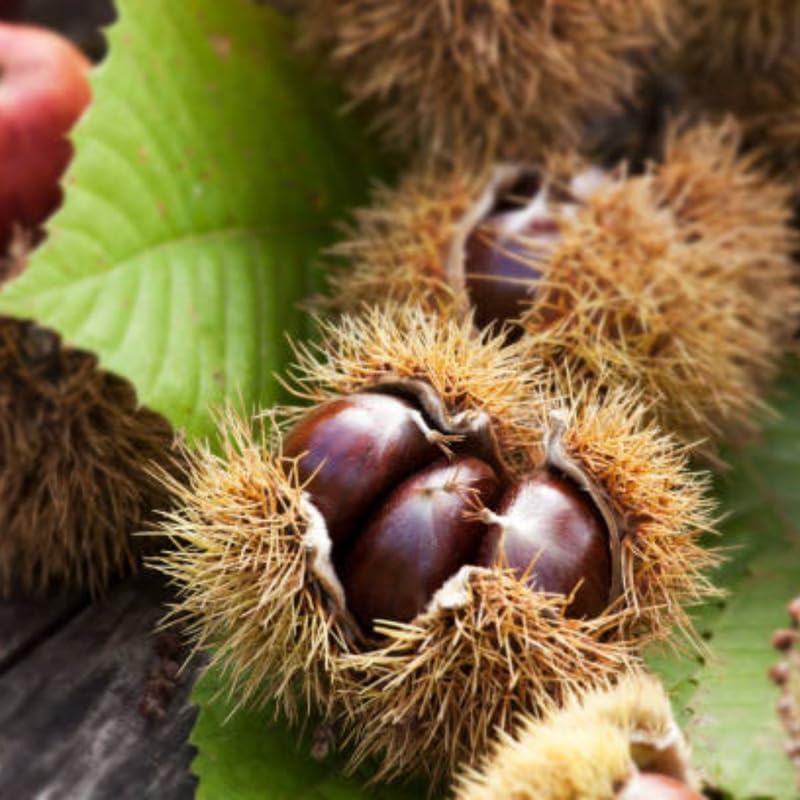 Chinese Chestnut Tree, 3 Gallon Pot, Vigorous Blight,Resistant Nut Tree for Edible Landscapes, Sturdy Cold-Hardy Shade Tree for Sweet Roasting Chestnuts