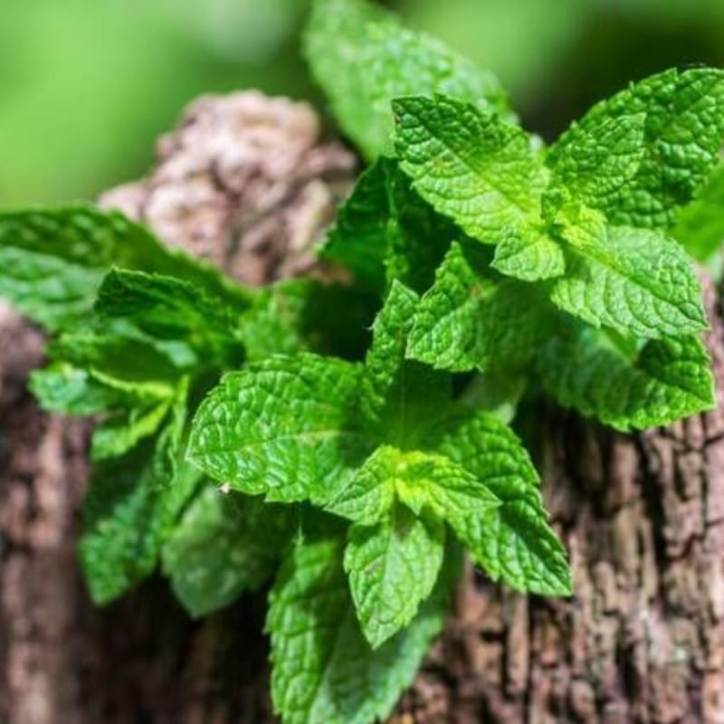2 Spearmint Plant, 3" Pot, Fresh Herb Plants Live, Mint Plants for Inside Windowsills or Outdoor Garden Beds
