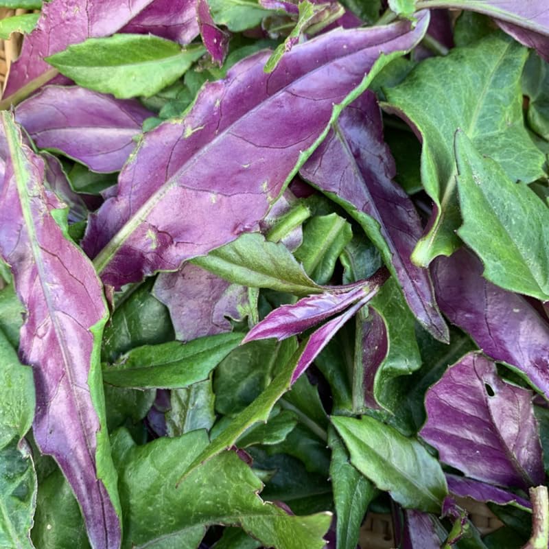 4 Live Okinawa Spinach Plant, 12-24" Tall Bare Root, Easy to Grow Edible Greenery, Two-Tone Purple and Green Leaf Plant for Backyard and Patio