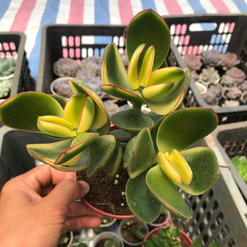 Variegated Jade Plant Live in 4" Inch Pot | Tri-Color Crassula Ovata | Easy-Grow Jade Succulent for Home & Office Décor