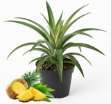 Pineapple Live Plant Starter, 6" Pot Tropical Fruit Plant, Vigorous Edible Bromeliad for Backyard Gardens & Containers, Easy to Care Exotic Harvest