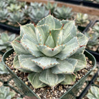 2 Live Succulent Plant, Variegated Agave in 4 Inch Pot, Dwarf Agave Isthmensis Plant for Living Rooms & Patio, Easy to Care Drought Tolerant Decor