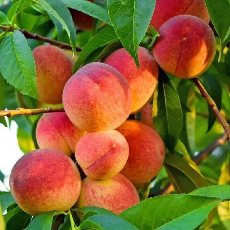 (No Ship to CA,HI,AK) Flordaking Peach Tree Live Plant, 3 Gallon Pot - 3 Ft Tall, Sweet & Juicy Peaches, Self-Pollinating Fruit Tree for Backyard Orchards & Patio Landscaping
