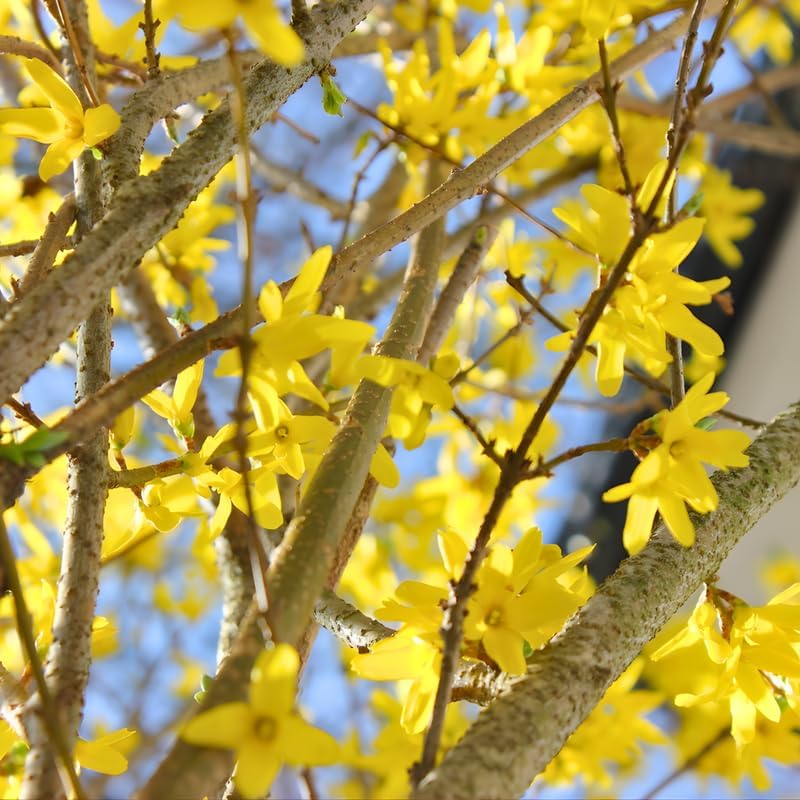 Lynwood Gold Forsythia Live Shrub | 2.5-Inch Potted Forsythia Bush | Outdoor Plant for Landscape Use | Great for Garden Borders