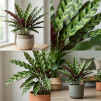 Calathea Rattlesnake Plant, 4" Pot, High-Vigor Low Maintenance Houseplant for Desks, Pet-Friendly Wavy Green & Purple Foliage