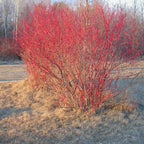 10 Red Osier Dogwood Tree Live Plant | 1-2ft Bare Root Seedlings | Low Maintenance Native Shrub | Well-Rooted Plant for Rain Gardens and Borders