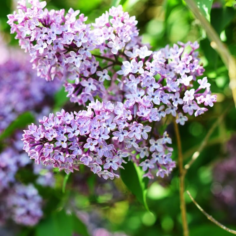 2 Miss Kim Lilac Trees Ready to Plant, Quart Pot Korean Lilac Bush, Fragrant Flowering Shrubs for Garden Landscaping