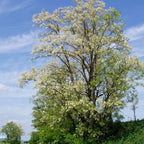 5 Black Locust Native Live Plants – Fast-Growing Outdoor Trees | 6–12 Inch Tall | Fragrant Spring Flowers