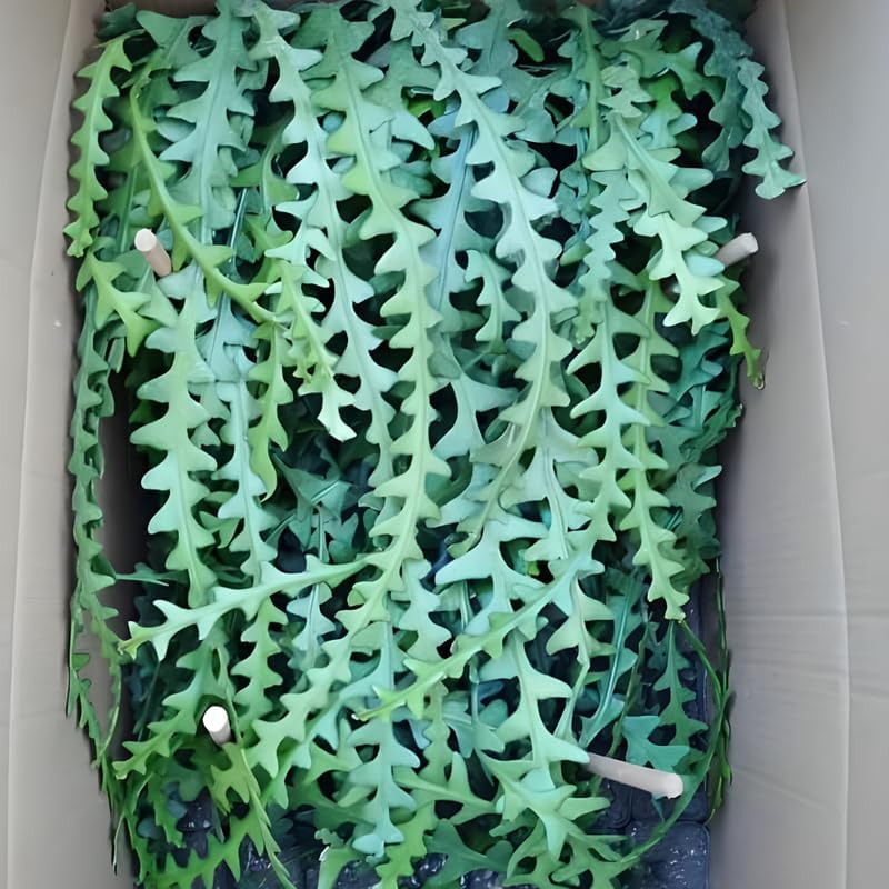 RIC Rac Cactus Live Plant in 4" Inch Pot | Low-Maintenance Indoor Cactus for Shelves and Hanging Displays | Beautiful Gift for Plant Lovers