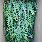 RIC Rac Cactus Live Plant in 4" Inch Pot | Low-Maintenance Indoor Cactus for Shelves and Hanging Displays | Beautiful Gift for Plant Lovers