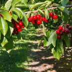 (No Ship to CA,HI,AK) Cherry Tree – Stella Cherry, 2-3 Ft Tall in 3 Gal Container, Cold-Hardy Edible Fruit Tree for Large Pots and Landscapes