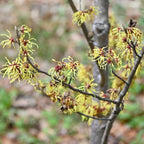 10 Witch Hazel Shrub Live Plant | 1-2ft Bare Root Seedlings | Mature Established Flowering Shrub | Ready to Plant Large Ornamental Shrub