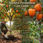 (No Ship to CA,HI,AK) Hachiya Persimmon Tree - 3 Gallon Pot, Vigorous Cold-Hardy Plant for Edible Landscapes, Sturdy Deciduous Shade Tree for Sweet Autumn Fruits & Baking