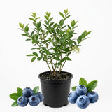 Emerald Blueberry Plant in 4-Inch Deep Pot | Southern Highbush Live Fruit Tree | High-Yielding Edible Shrub for Home Garden
