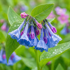 5 Virginia Bluebells Plants Roots, Easy to Grow Mertensia Virginica, Low Maintenance Bell-Shaped Blue Flowers for Shaded Landscaping