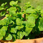 Chocolate Mint Plants Live, Mint Plants for Inside and Home Décor, 3-Inch Potted Fresh Herb for Indoor Outdoor Growing