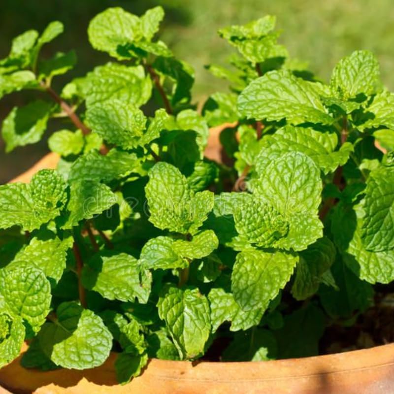 Chocolate Mint Plants Live, Mint Plants for Inside and Home Décor, 3-Inch Potted Fresh Herb for Indoor Outdoor Growing