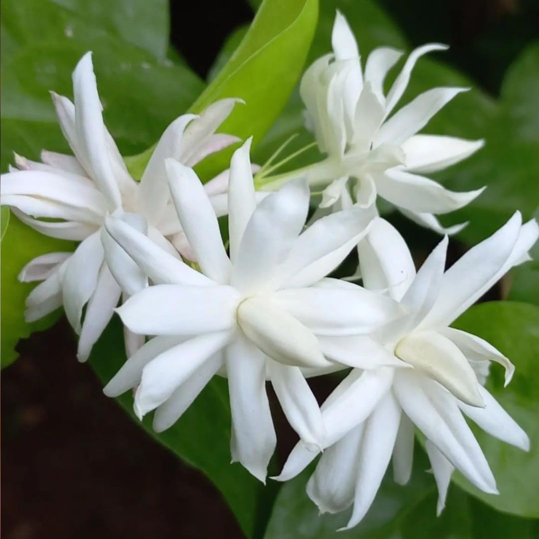 Belle of India Jasmine Plant Live | Size 4 to 5 Inch Tall | Housewarming Friendship Gifts for Women Best Friend Presents for Mom Birthday Gift for New Home