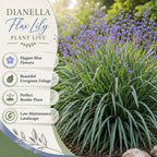Flax Lily Plants, 4-6 Inch Tall, Grow Robust, Easy to Care Ornamental Foliage for Patio Landscapes