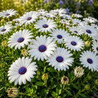 White African Daisy Live Plant in 3" Pot, White Osteospermum Blooming Potted Flower, Easy Care Plant for Garden, Balcony and Patio Decor