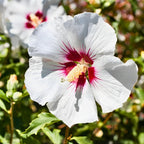 2 White Rose of Sharon Live Plant | 12–18 Inch Tall | Red Heart Althea Hibiscus Plant with Red Center Blooms | Flowering Shrub for Outdoor Garden & Landscape Use