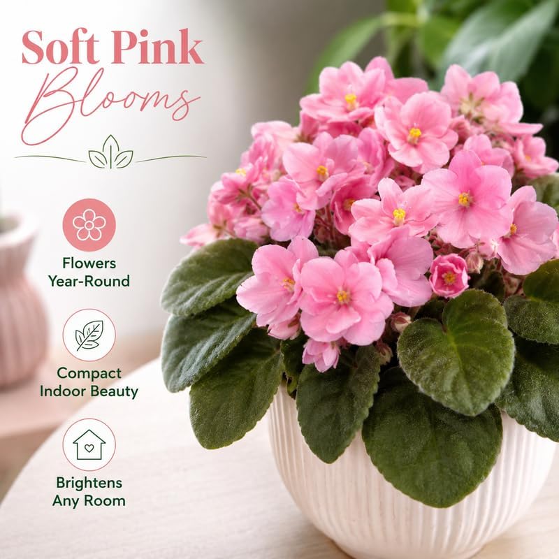 Pink African Violets Live Plant Bare Root, Easy Care Violets Plant Live, Low Light Flowering Houseplant, Ideal for Indoor Decoration & Window Sill Garden