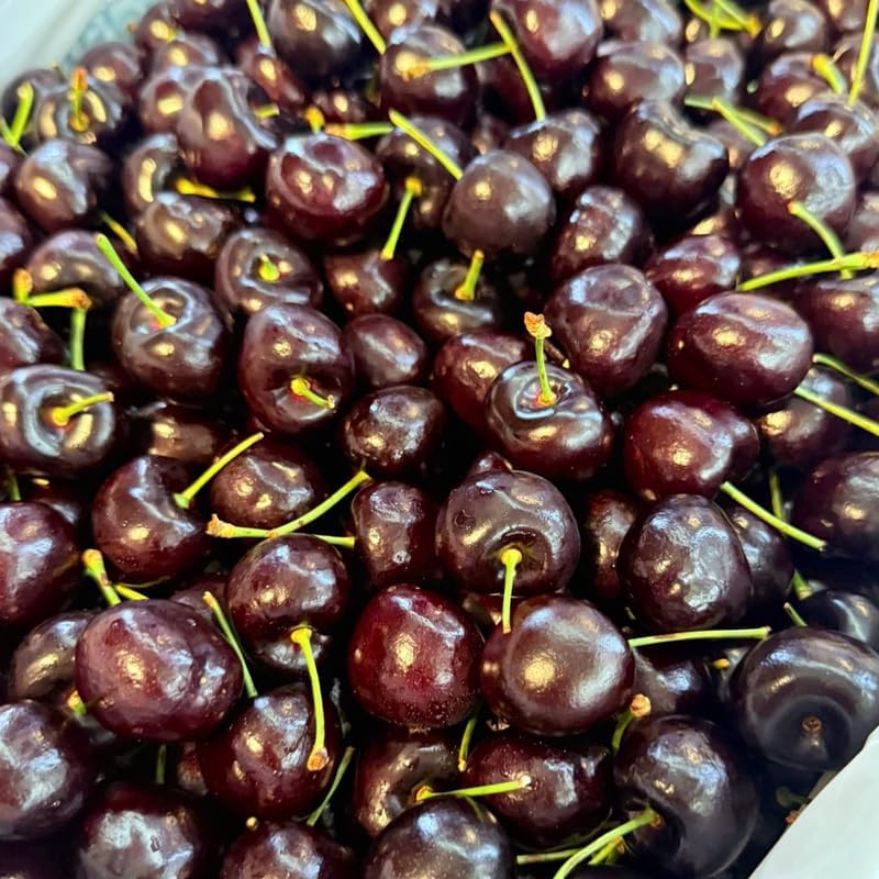 2 Black Cherry Trees Live Plants 6–12 Inches Tall | Sweet Cherry Fruit Tree for Home Garden, Yard Growing & Outdoor Landscape