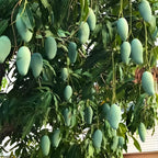 Keo Savoy Mango Trees Live Plants 2.5–3 Ft | Rich Sweet Mango Variety | Tropical Fruit Tree for Outdoor Growing | No Ship to CA, HI, AK