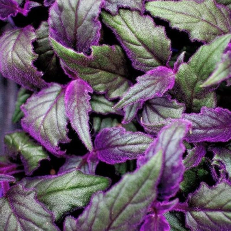 2 Purple Passion Plant Live Indoor Plant, 4-8 Inch Tall, 2 Rooted Plants Per Pot, Low Maintenance Tropical Velvet Vine for Bright Indirect Light