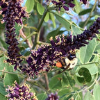 15 False Indigo Bush Live Plant | 1-2ft Bare Root Seedlings | Low Maintenance Native Deciduous Shrub | Well-Rooted Flowering Plant