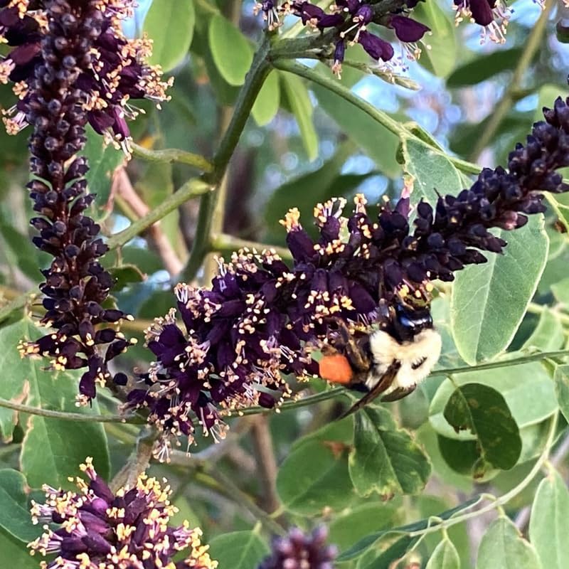 15 False Indigo Bush Live Plant | 1-2ft Bare Root Seedlings | Low Maintenance Native Deciduous Shrub | Well-Rooted Flowering Plant