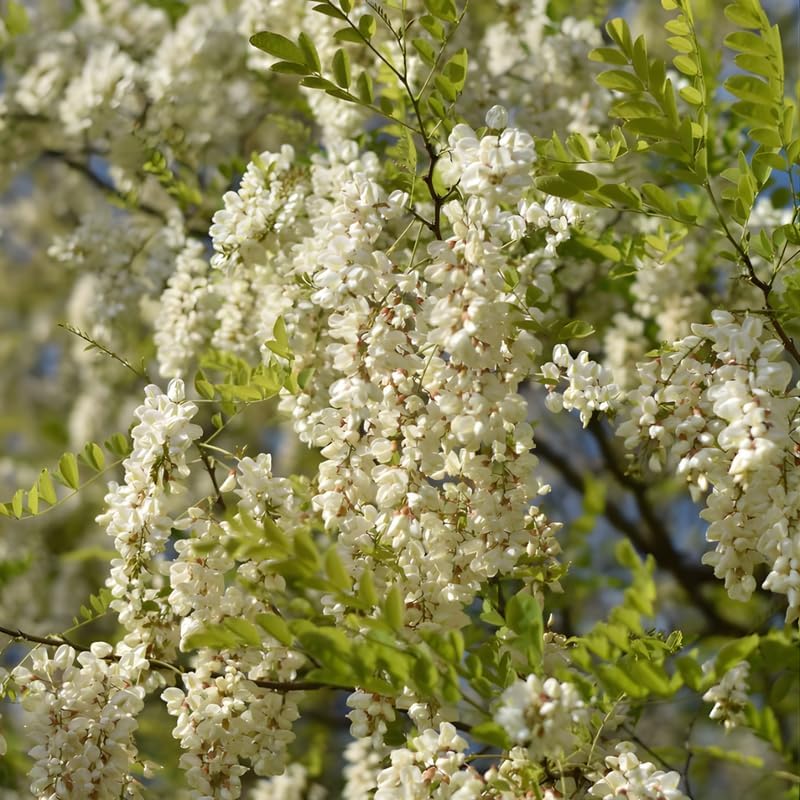 10 Black Locust Trees Live | Native Black Locust Seedlings 1–2 Ft | Fast-Growing Locusts for Shade | Ideal for Landscaping, Parks & Home Gardens