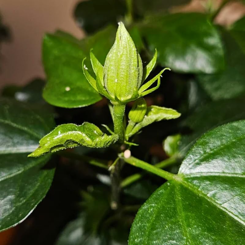 2 Red Heart Althea Rose of Sharon Tree | Live Hibiscus Plant 12–18 Inch Tall | White Hibiscus with Red Center | Outdoor Flowering Shrub for Home Gardens