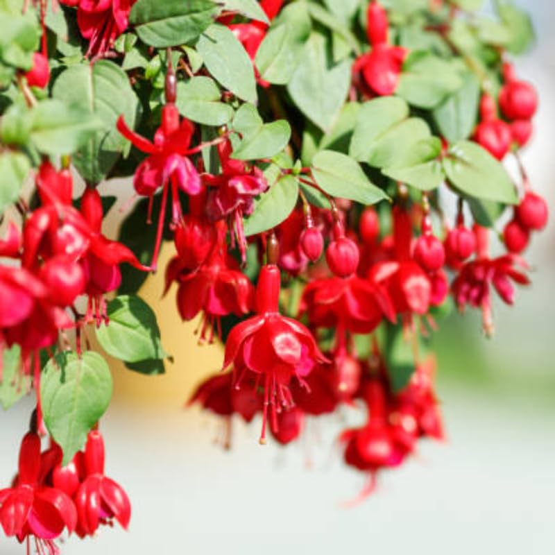 Fuchsia Plants Live, Gold and Red Foliage, 6-12 Inch Tall, Autumnale Variety, Trailing Flowering Plant, Ideal for Hanging Baskets