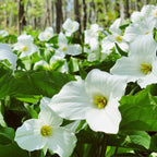 5 White Trillium Bulbs for Planting, Large Bulbs, Perennial Flower Bulbs for Outdoor Garden and Woodland Landscaping