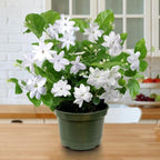 Belle of India Jasmine Plant Live | Size 4 to 5 Inch Tall | Housewarming Friendship Gifts for Women Best Friend Presents for Mom Birthday Gift for New Home