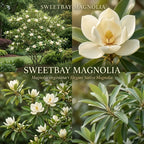 (No Ship to CA,HI,AK) Sweetbay Magnolia Tree Live Plant, 3 Feet Tall in 3 Gallon Pot, Vigorous Cold-Hardy Flowering Plant, Sturdy Low Maintenance Shade Tree with Fragrant White Blooms