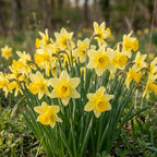 50 Wild Daffodil Bulbs, Lent Lily, Yellow Spring Flowering Perennial for Garden Borders, Cold-Hardy Narcissus for Early Spring Blooms