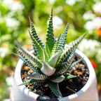 2 Haworthia Succulent Plant Live, Zebra Succulent Plant in 2 Inch Pot Size, Small Decorative Plant for Bright Indoor Areas