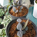 Black ZZ Plant Live in 6’’ Inch Pot | ZZ Plants Live House Plants with Rich Dark Leaves | Low-Maintenance Indoor Plant with Striking Dark Foliage | Perfect for Desks, Shelves & Living Spaces.