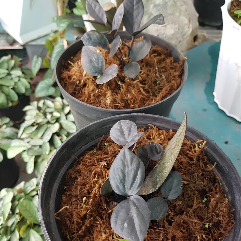 Black ZZ Plant Live in 6’’ Inch Pot | ZZ Plants Live House Plants with Rich Dark Leaves | Low-Maintenance Indoor Plant with Striking Dark Foliage | Perfect for Desks, Shelves & Living Spaces.